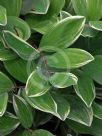 Polygonatum odoratum pluriflorum Variegatum