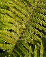 Polystichum polyblepharum