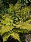 Polystichum polyblepharum