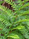 Polystichum proliferum