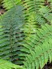 Polystichum proliferum