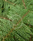 Polystichum setiferum