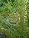 Polystichum setiferum