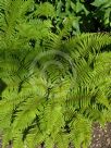 Polystichum setiferum