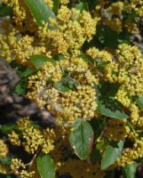 Pomaderris elliptica