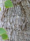 Populus balsamifera