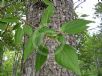 Populus trichocarpa