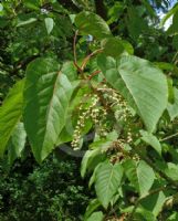 Populus lasiocarpa