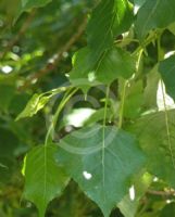 Populus nigra