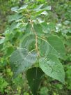 Populus tremula