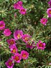 Portulaca grandiflora