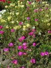 Portulaca grandiflora