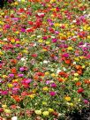 Portulaca grandiflora