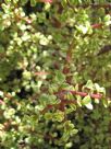 Portulacaria afra Variegata