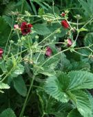 Potentilla atrosanguinea