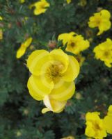 Potentilla fruticosa