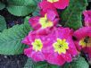 Primula polyantha