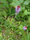 Primula vialii