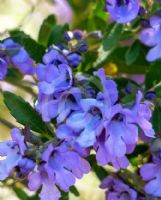 Prostanthera caerulea