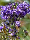 Prostanthera caerulea