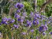 Prostanthera caerulea