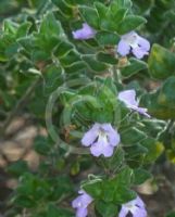 Prostanthera densa