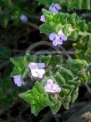 Prostanthera densa