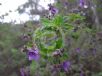 Prostanthera incana