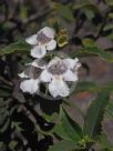 Prostanthera lasianthos