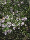 Prostanthera rotundifolia