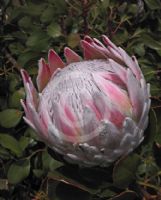 Protea cynaroides