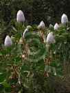 Protea cynaroides