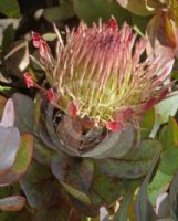 Protea eximia