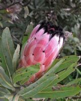 Protea neriifolia