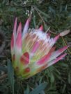 Protea repens