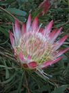 Protea repens