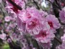 Prunus blireana