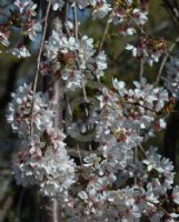 Prunus subhirtella Falling Snow