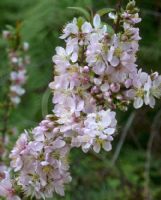 Prunus tenella