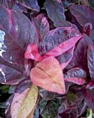 Pseuderanthemum carruthersii Atropurpureum Variegatum