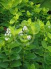 Pseuderanthemum carruthersii Reticulatum