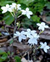 Pseuderanthemum variabile