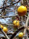 Chaenomeles sinensis