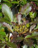 Pseudopanax lessonii Purpureus