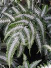 Pteris argyraea