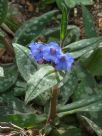 Pulmonaria officinalis