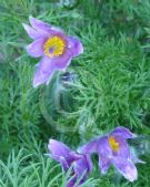 Pulsatilla vulgaris