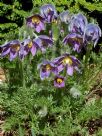 Pulsatilla vulgaris