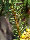 Pultenaea stipularis