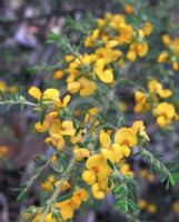 Pultenaea villosa